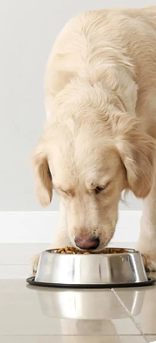 A dog with its food bowl